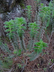 Micromeria pineolens