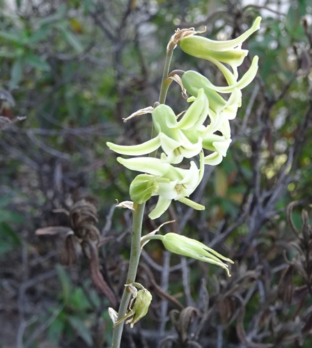 Dipcadi serotinum
