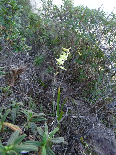 Dipcadi serotinum
