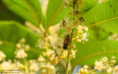 Eristalinus quinquestriatus