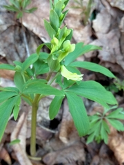Corydalis cava marschalliana