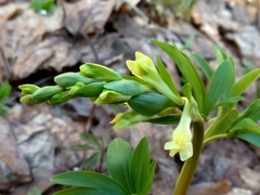 Corydalis cava marschalliana