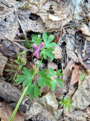 Corydalis intermedia