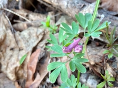 Corydalis intermedia