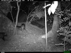 Paradoxurus hermaphroditus