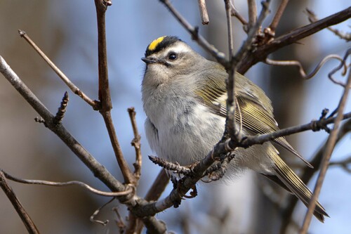 Golden-crowned Kinglet