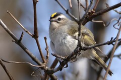 Golden-Crowned Kinglet photo 4