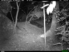 Paradoxurus hermaphroditus