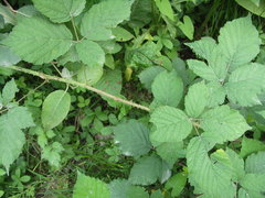 Rubus corylifolius