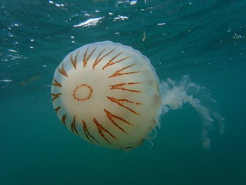 Compass Jellyfish