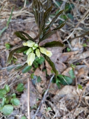Cardamine enneaphyllos