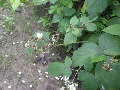 Rubus corylifolius