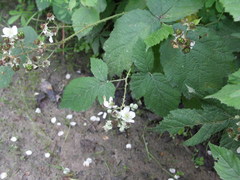 Rubus corylifolius