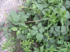 Rubus corylifolius