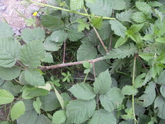 Rubus corylifolius