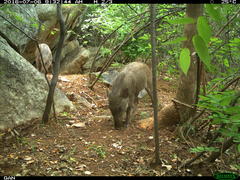 Sus scrofa cristatus