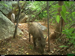 Sus scrofa cristatus