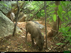 Sus scrofa cristatus