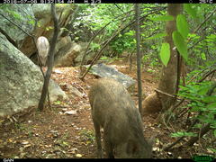 Sus scrofa cristatus