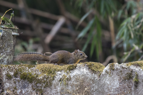 Orange-bellied Himalayan Squirrel