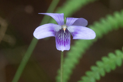 Viola silicestris