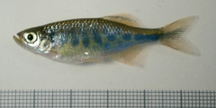 Barred Danio photo 1