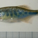 Barred Danio - Photo (c) 
Rupert A. Collins, some rights reserved (CC BY)