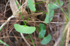 Viola silicestris