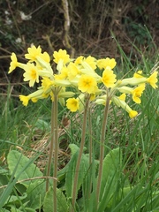 Primula
