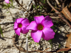 Oxalis polyphylla