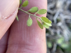 Tomostima platycarpa