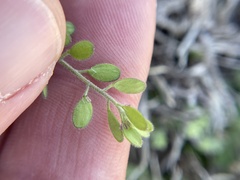 Tomostima platycarpa, photograph Chet Burrier, CC BY, iNaturalist via GBIF