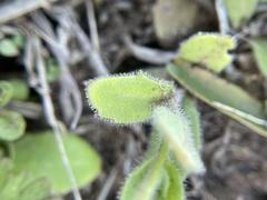 Tomostima platycarpa, photograph Chet Burrier, CC BY, iNaturalist via GBIF