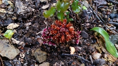 Kopsiopsis strobilacea