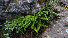 Polystichum imbricans imbricans