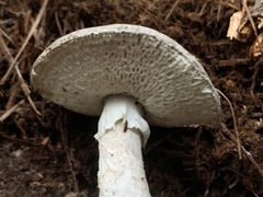 Amanita marmorata