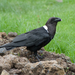 White-necked Raven - Photo (c) David Schenfeld, some rights reserved (CC BY-NC-ND)