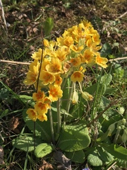 Primula × polyantha