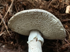Amanita marmorata