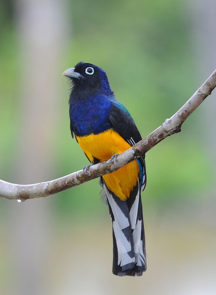 Green-Backed Trogon