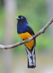 Green-Backed Trogon photo 1