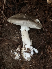 Amanita marmorata