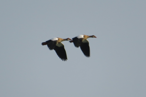 Egyptian Goose
