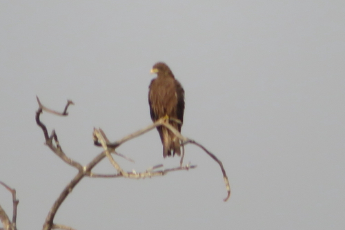 Yellow-billed Kite