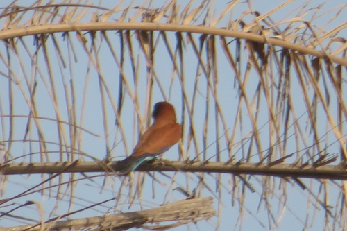 Broad-billed Roller