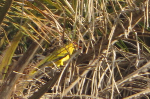 African Golden Oriole