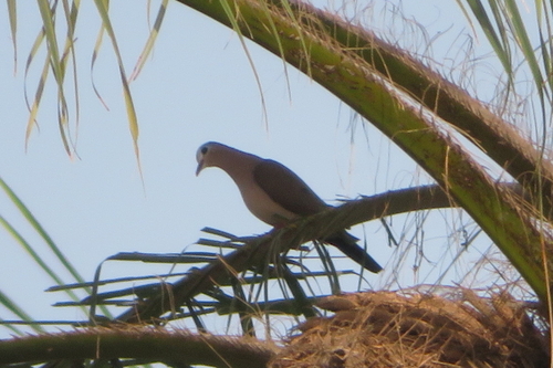 Blue-spotted Wood-Dove