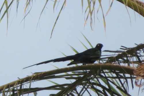 Long-tailed Glossy Starling