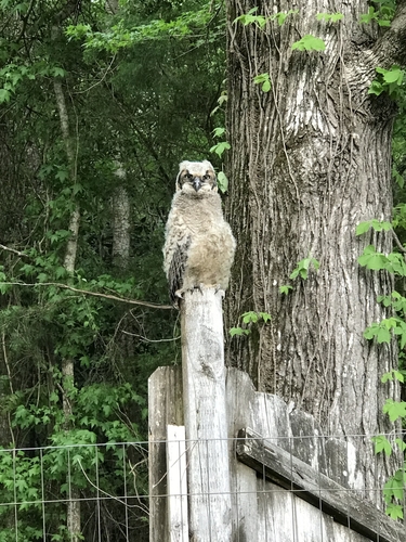 Great Horned Owl photographed in Mississippi