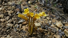 Aphyllon franciscanum